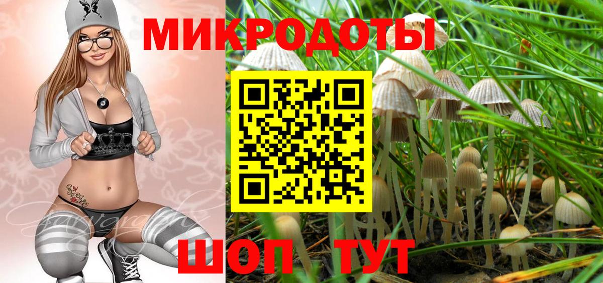 Галлюциногенные грибы Psilocybe  Гатчина 